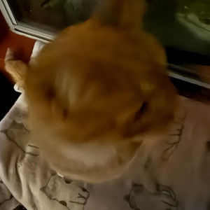 Meet your Posher, Caitlyn